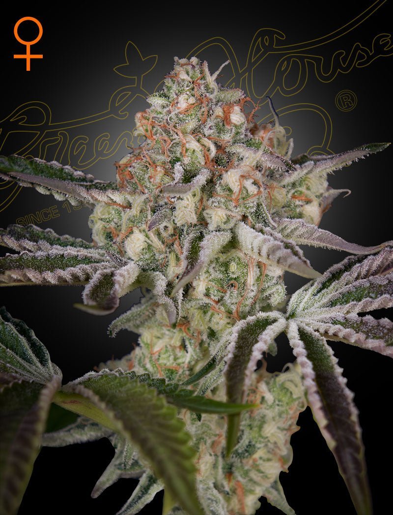 Green House Seed Co:n Great White Shark kannabiksen siemenet 3 kappaleen pakkauksessa, tunnettu korkeasta hartsintuotannostaan.