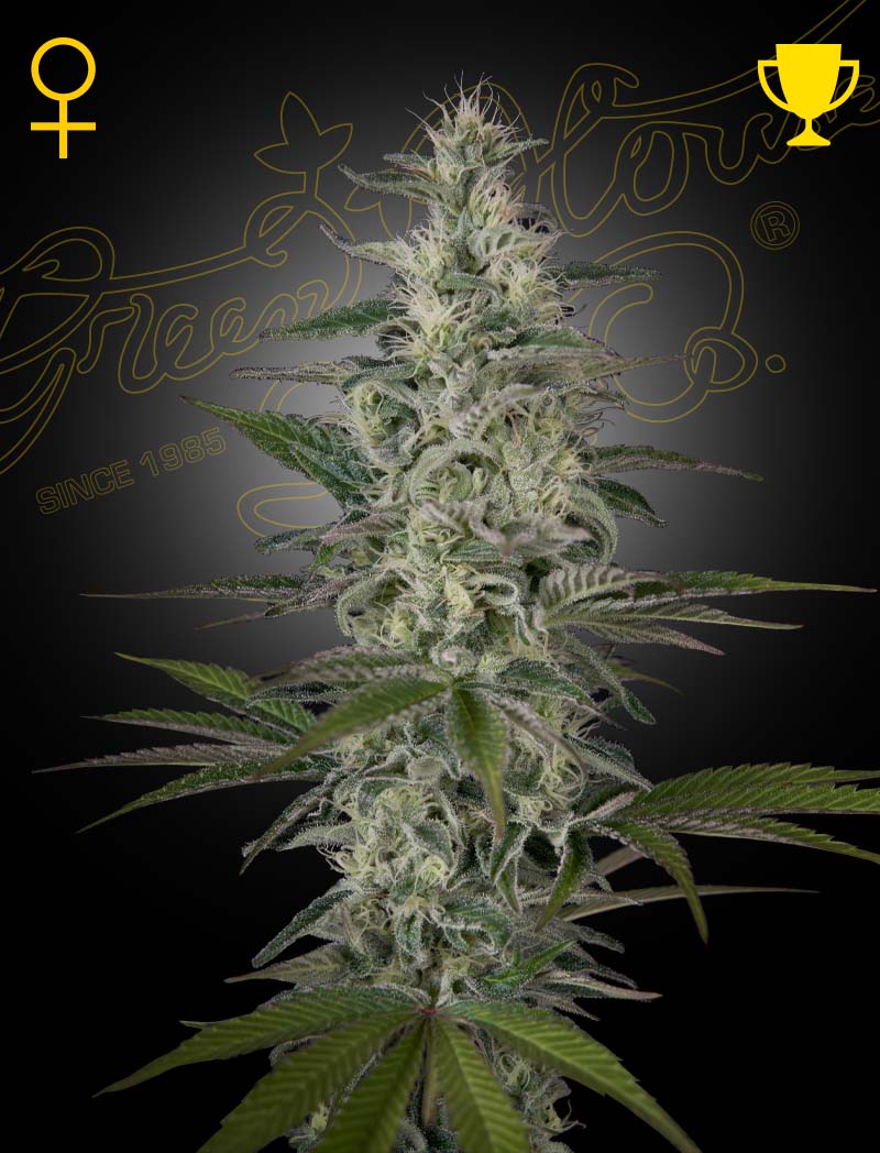 Hawaiian Snow -kannabiksensiemenet Green House Seed Co:lta, 3 kpl pakkaus, jossa näkyy lajikkeelle ominaisia, kukinnassa olevia kasveja trooppisessa ympäristössä.