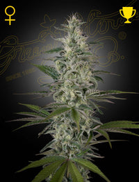 Hawaiian Snow -kannabiksensiemenet Green House Seed Co:lta, 3 kpl pakkaus, jossa näkyy lajikkeelle ominaisia, kukinnassa olevia kasveja trooppisessa ympäristössä.
