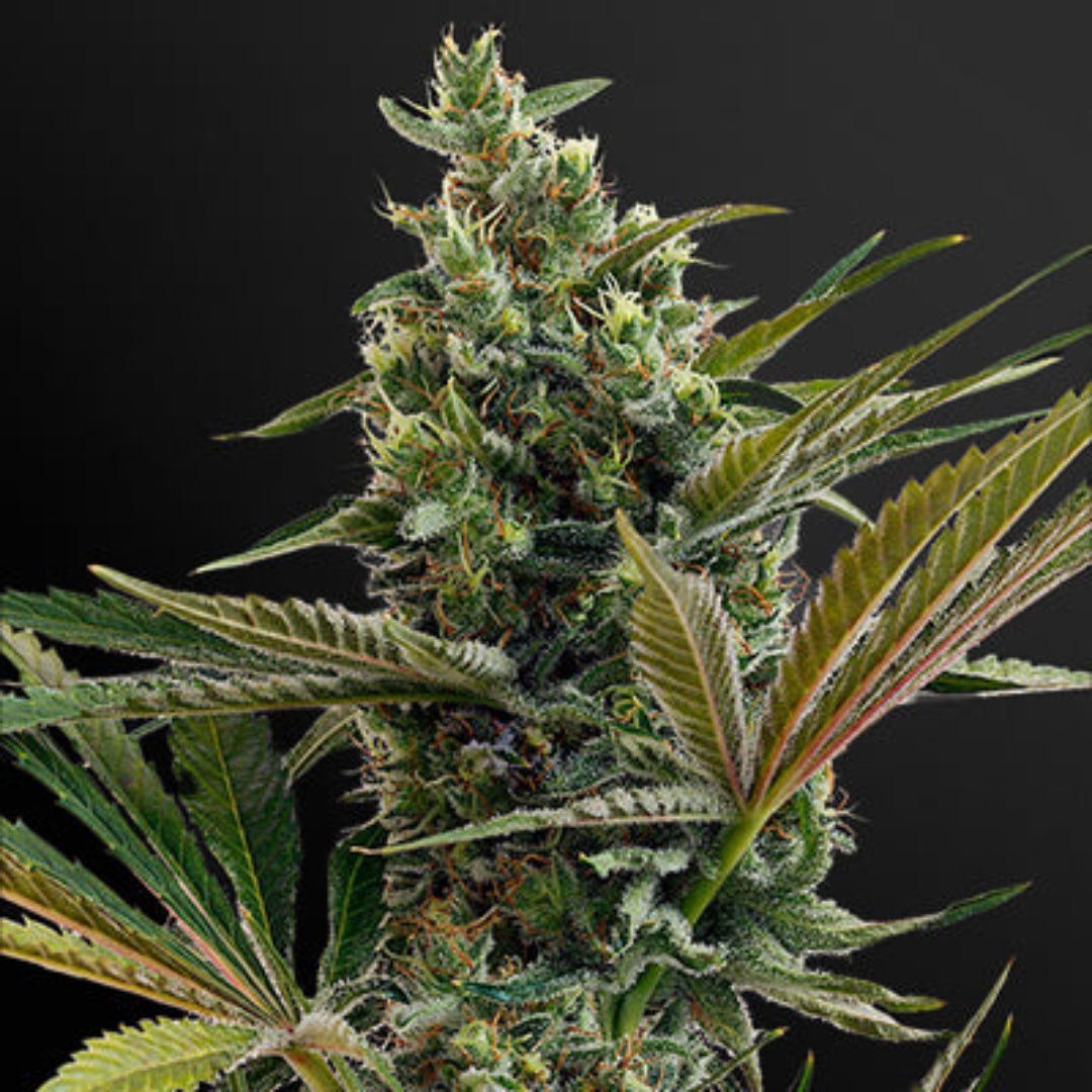 Haze Autoflower Pure Instinto siemenpakkaus