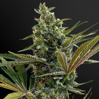 Haze Autoflower Pure Instinto siemenpakkaus