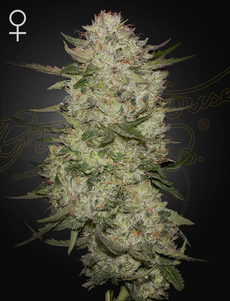 Highcloudz Green House Seed Co 3kpl siemenpakkaus