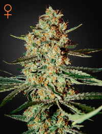Himalaya Gold -kannabissiemenet (3 kpl) laadukkaassa Green House Seed Co. -pakkauksessa, valmiina kasvatettavaksi.