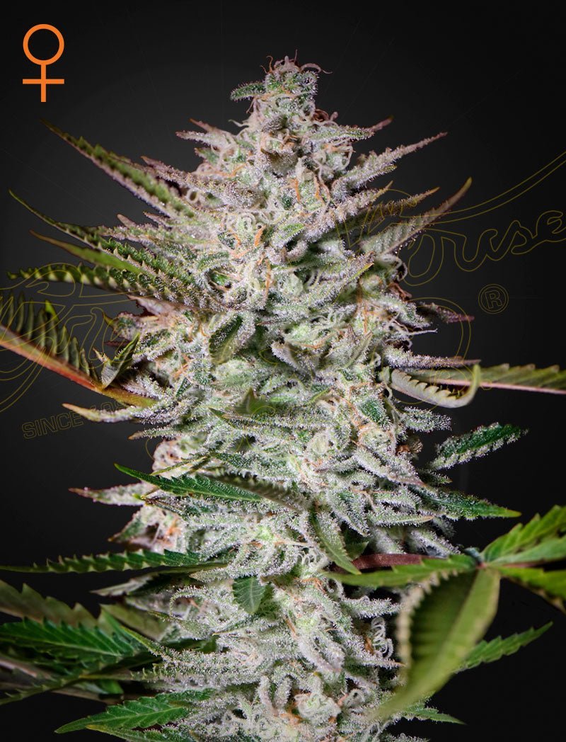 Holy Punch kannabissiemenet, 3 kappaletta, Green House Seed Co:n laadukkaat siemenet tyylikkäässä pakkauksessa