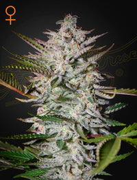 Holy Punch kannabissiemenet, 3 kappaletta, Green House Seed Co:n laadukkaat siemenet tyylikkäässä pakkauksessa