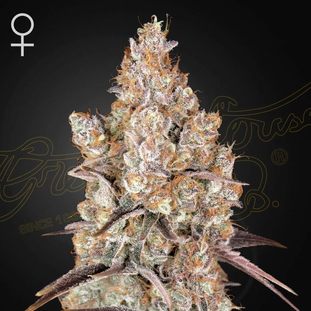 Kolme Holy Snow feminisoitua kannabissiemenpakkausta Green House Seeds -merkkisenä keräilytuotteena.