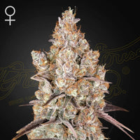 Kolme Holy Snow feminisoitua kannabissiemenpakkausta Green House Seeds -merkkisenä keräilytuotteena.