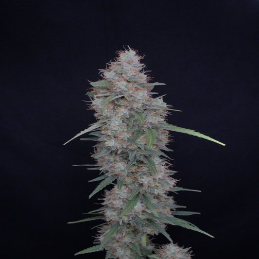 Honeyed Cream Dream - USA Line