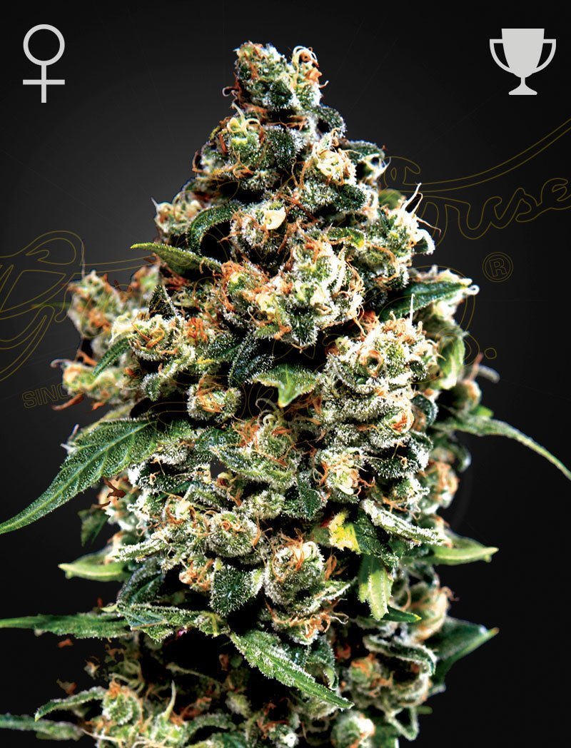 Kuva Jack Herer -lajikkeen kolmen feminisoidun kannabissiemenen pakkauksesta Green House Seed Co:n logolla.