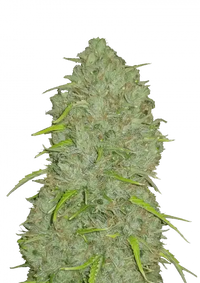 Jack Herer Autoflower FEM