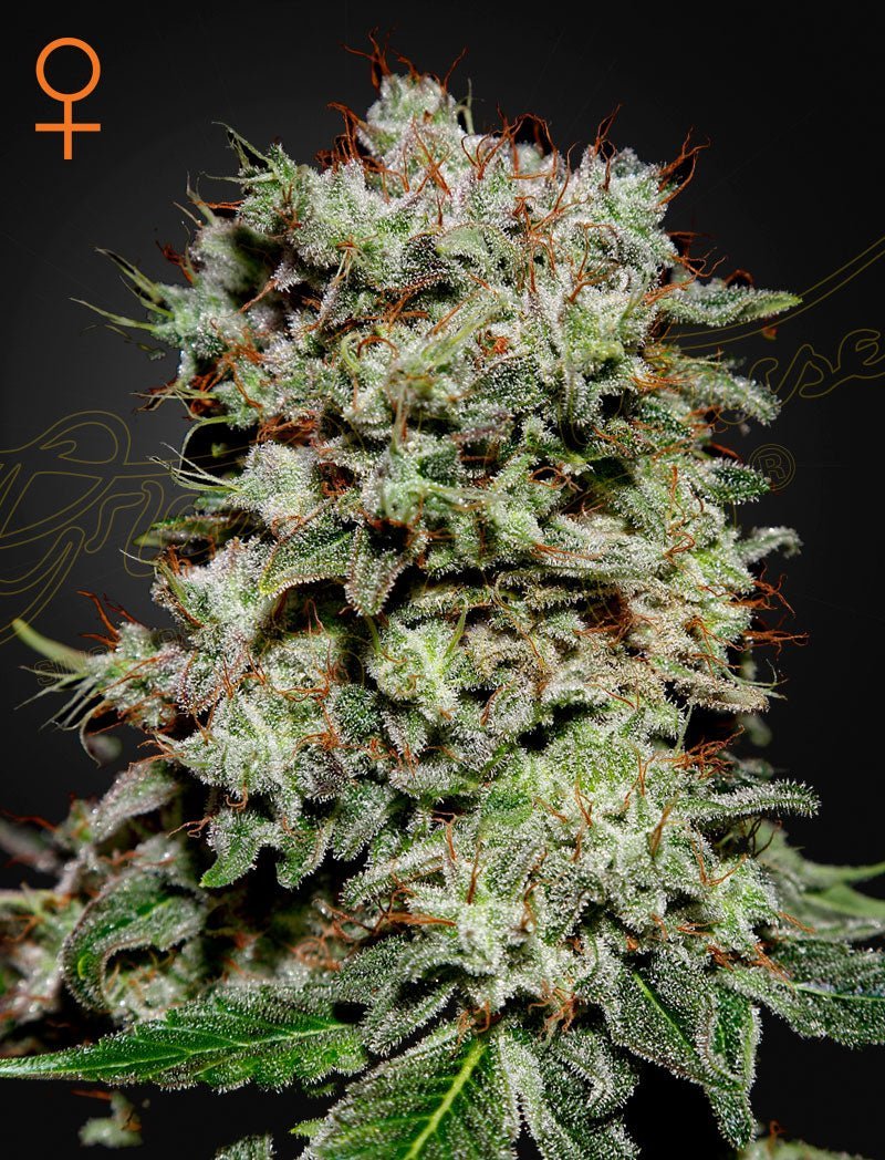 Kalashnikova Green House Seed Co siemenpakkaus 3kpl