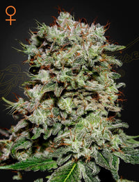 Kalashnikova Green House Seed Co siemenpakkaus 3kpl