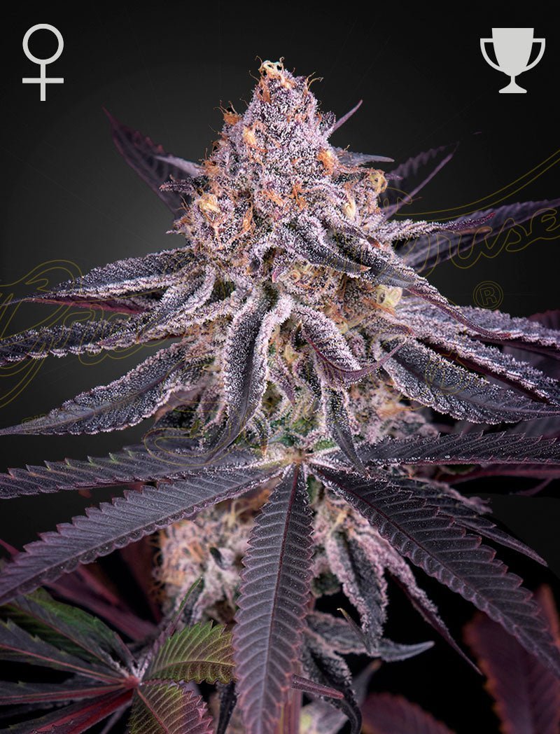 King's Juice Green House Seed co. 3kpl siemenpakkaus