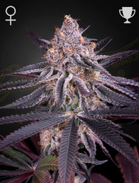 King's Juice Green House Seed co. 3kpl siemenpakkaus