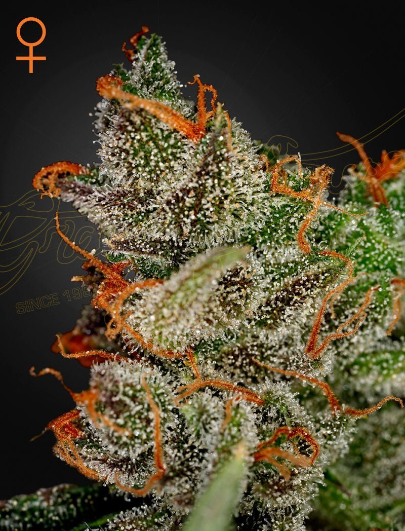 King's Kush premium-kannabissiementen pakkaus, Green House Seed Co., sisältää 3 siementä. Näyttää laadukkaat ja helposti tunnistettavat siemenet.