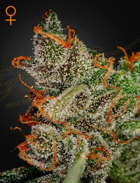 King's Kush premium-kannabissiementen pakkaus, Green House Seed Co., sisältää 3 siementä. Näyttää laadukkaat ja helposti tunnistettavat siemenet.