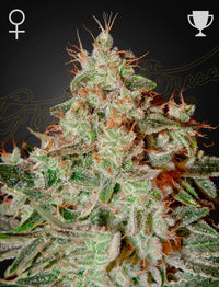 Lemon Skunk Green House Seed Co 3kpl siemenpakkaus
