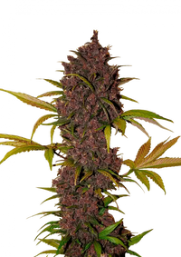 LSD-25 Autoflower FEM 3kpl (FastBuds)
