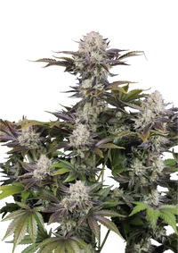 Frost Banger Autoflower FEM 5kpl (FastBuds)
