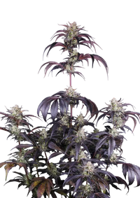 Strawberry Gorilla RF3 Autoflower FEM 5kpl (FastBuds)