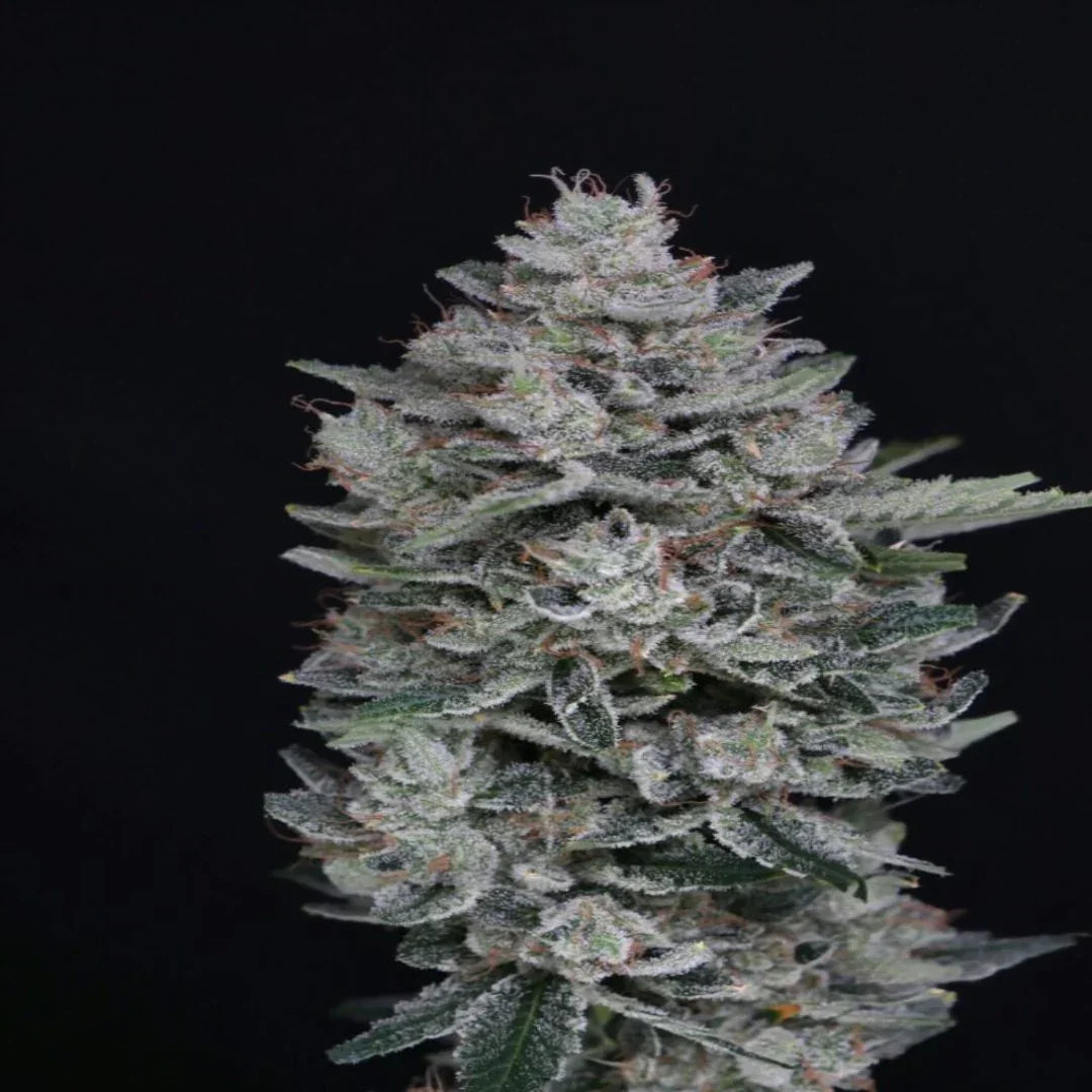 Lähikuva MAC² Autoflower Pure Instinto -hamppusiementen kokoelmasta elegantissa pakkauksessa, korostaen laatuetikettiä.