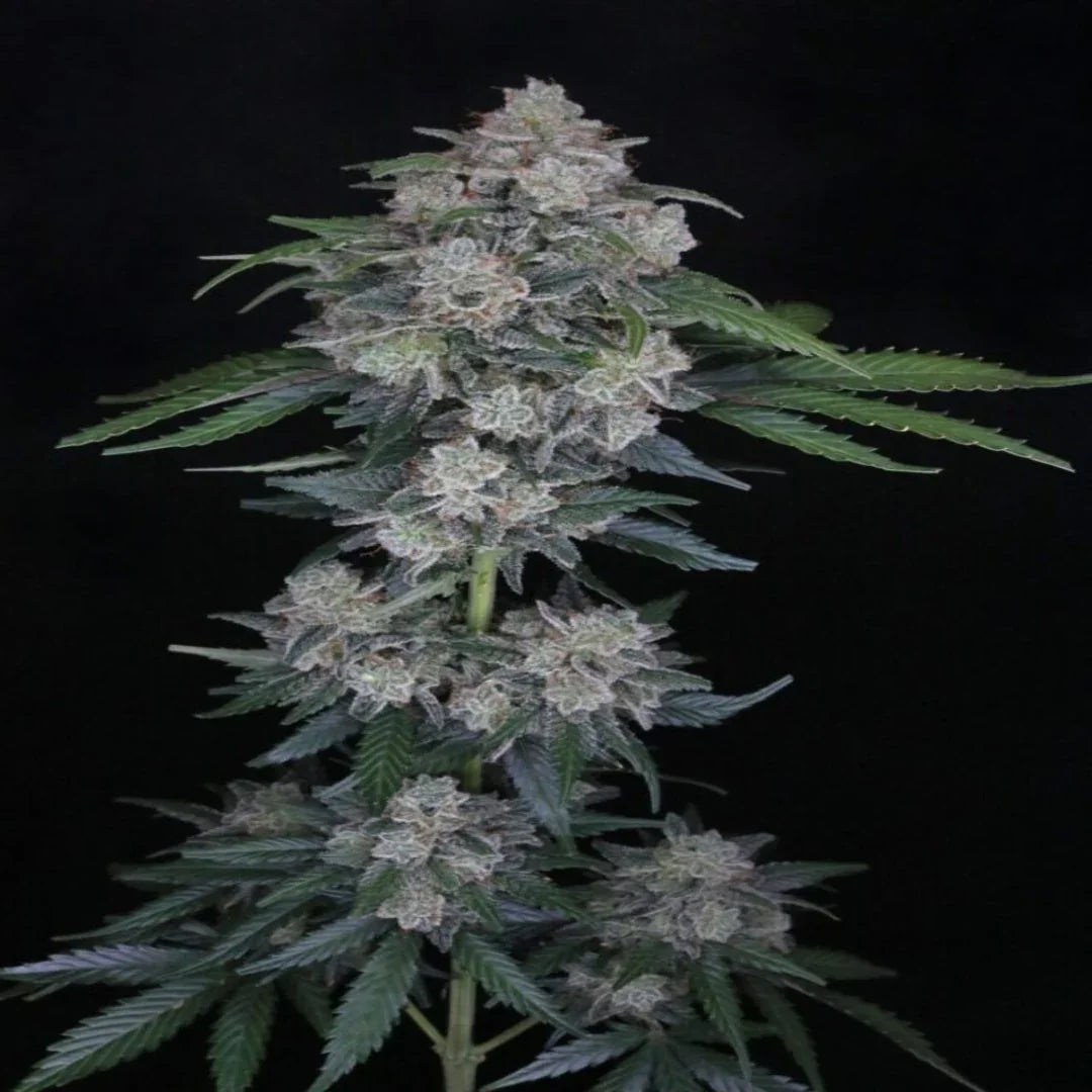 Mak OG Autoflower Pure Instinto -siemenpaketti tyylikkäässä pakkauksessa Pure Instinto -logolla ja Mak OG -nimellä