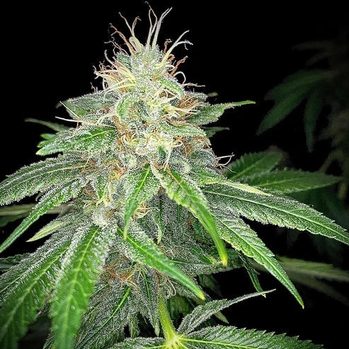 Melon Gum
