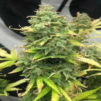 Mimosa Cake Autoflower siemenpakkaus Pure Instinto