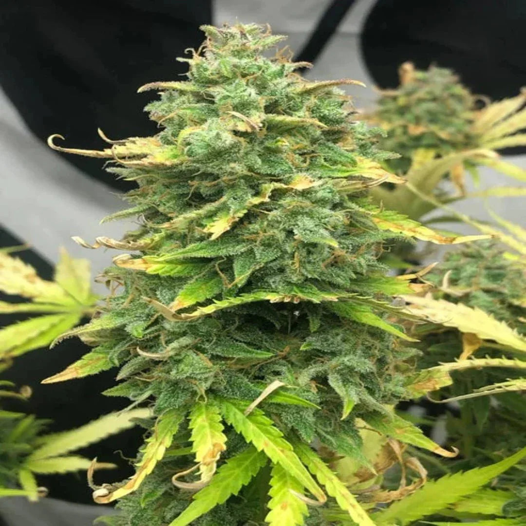 Mimosa Cake Autoflower siemenpakkaus Pure Instinto