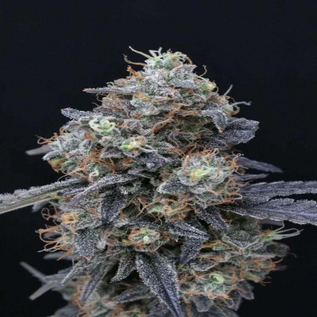 Minty Grape Kush Pure Instinto -siemenpakkauksen kuva, jossa korostuu kasvien lehtien vehreys ja lajikenimen eleganti.