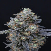Minty Grape Kush Pure Instinto -siemenpakkauksen kuva, jossa korostuu kasvien lehtien vehreys ja lajikenimen eleganti.
