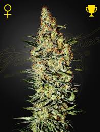 Kolme Neville's Haze -kannabissiemenpussia Green House Seed Co. -logolla, kuvattuna lähikuvana laadukkaalla valaistuksella.
