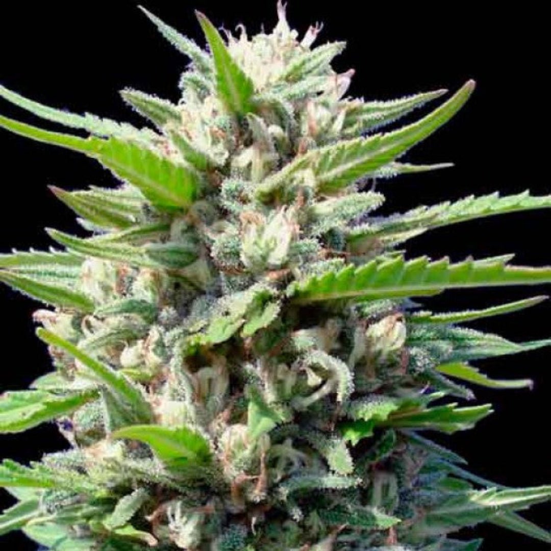 Pure Instinto Northern Lights autoflower -siemeniä, laadukasta hamppugenetiikkaa tutkimus- ja keräilykäyttöön.