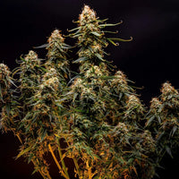 Northern Light Autoflower FEM 3kpl (RQS)