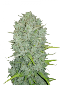 Northern Lights Autoflower FEM