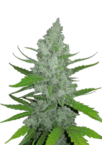 Original Sour Diesel Autoflower FEM 3kpl (FastBuds)