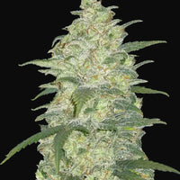 FastBuds White Widow Auto 10kpl autoflower kannabiksen siemenet Kaninkolosta.
