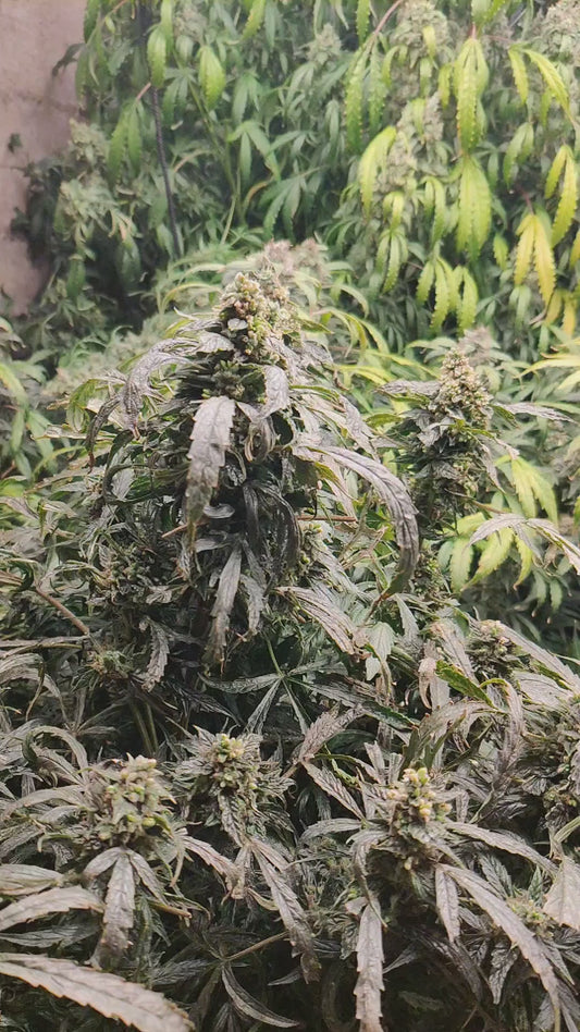 "Ricky" Autoflower FEM