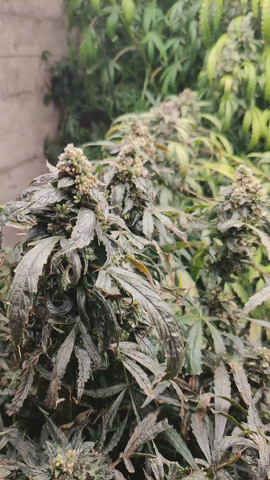 "Ricky" Autoflower FEM