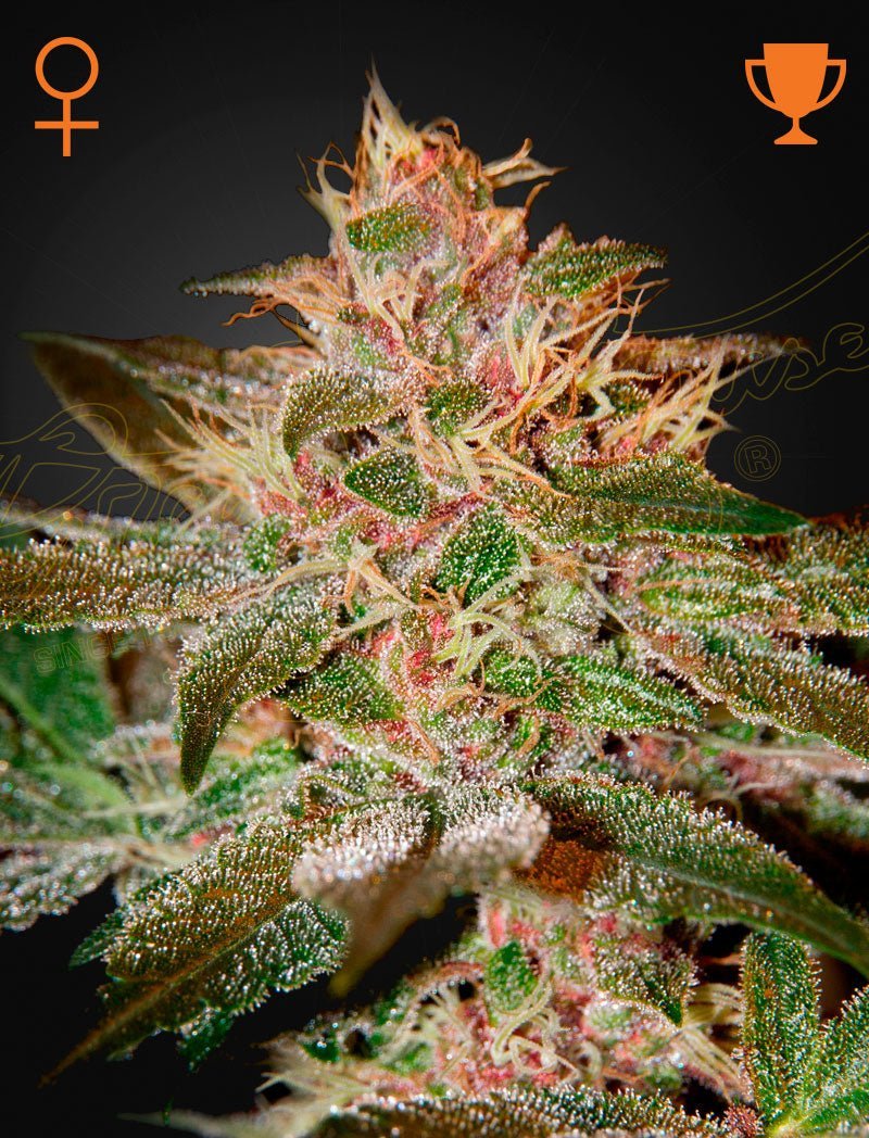Pure Kush (Green House Seed Co.) 3 kpl siemenpakkaus, jossa tyylikäs brändäys ja kuvitus. Siemenet ovat tunnettu indika-dominantti lajike keräilijöille ja genetiikan ystäville.