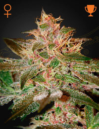 Pure Kush (Green House Seed Co.) 3 kpl siemenpakkaus, jossa tyylikäs brändäys ja kuvitus. Siemenet ovat tunnettu indika-dominantti lajike keräilijöille ja genetiikan ystäville.