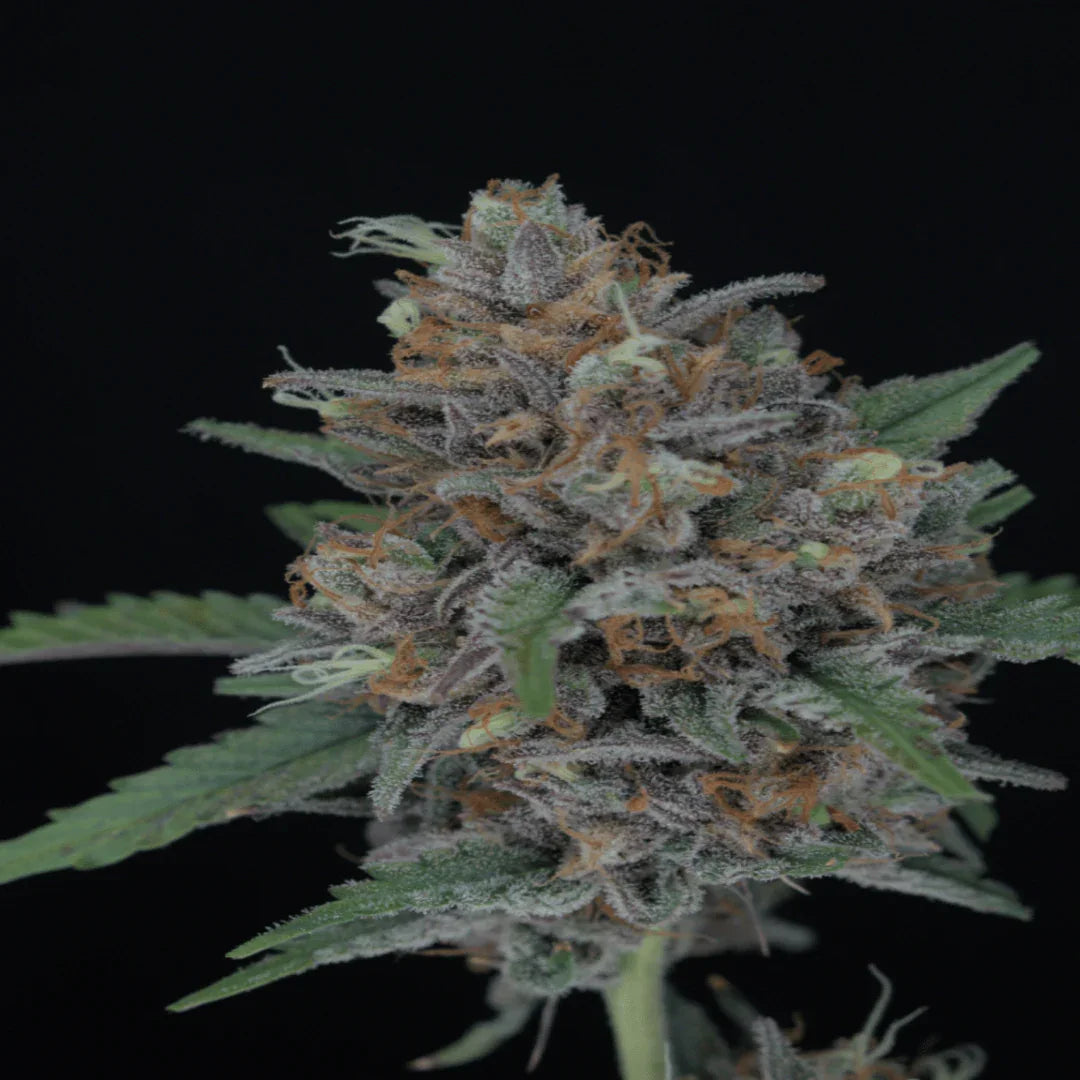 Lähikuva Purple Punch Autoflower kannabiksen siemenistä Pure Instinto pakkauksessa, jossa näkyy violetteja sävyjä ja lajikkeen logo.