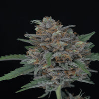 Lähikuva Purple Punch Autoflower kannabiksen siemenistä Pure Instinto pakkauksessa, jossa näkyy violetteja sävyjä ja lajikkeen logo.