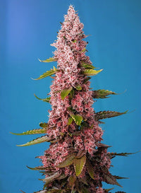 Korkealaatuisen Red Hot Cookies (Pure Instinto) kannabiksen siemenpaketti, joka symboloi vakaata genetiikkaa ja keräilyarvoa, tummaa taustaa vasten.