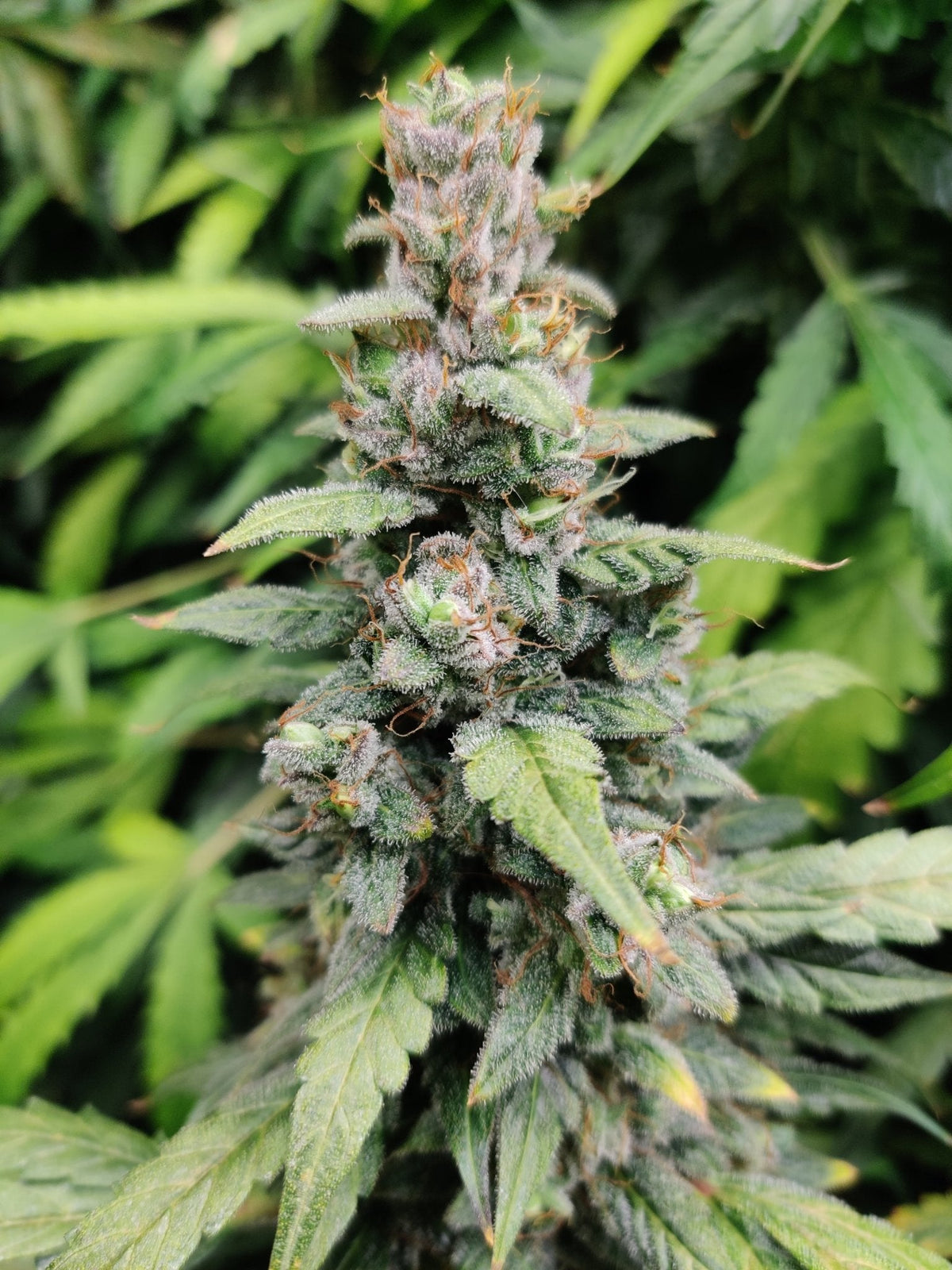 Ricky Autoflower kannabiksen siemenet