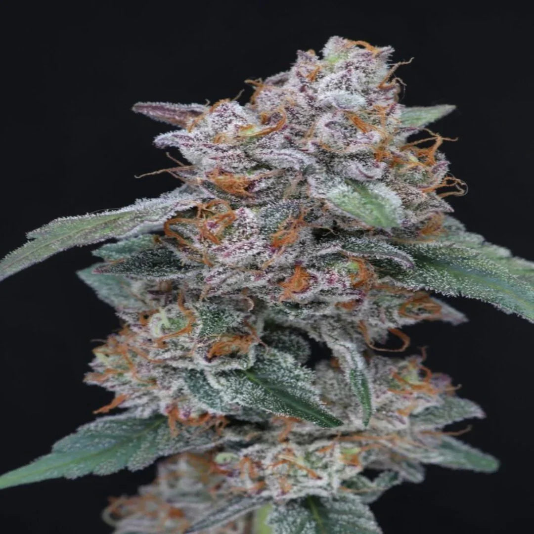 SherBacio OG Autoflower -siemenpakkaus Pure Instinto logolla ja tyylitellyllä kannabiksen lehdellä