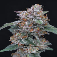 SherBacio OG Autoflower -siemenpakkaus Pure Instinto logolla ja tyylitellyllä kannabiksen lehdellä