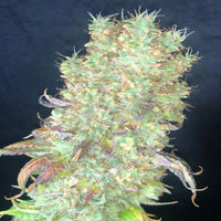 Shiskaberry Pure Instinto siemenpakkaus