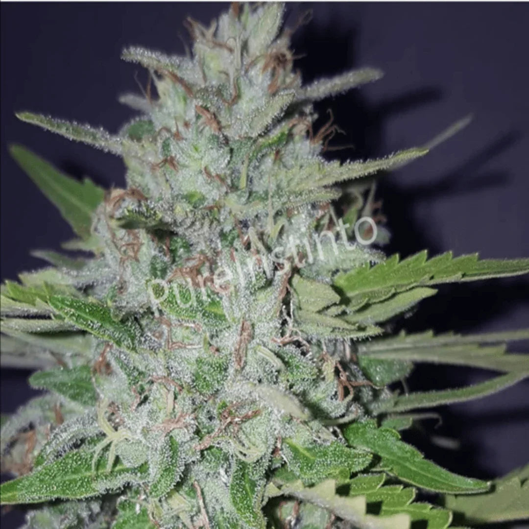 Shotgun Autoflower Pure Instinto siemenpakkaus