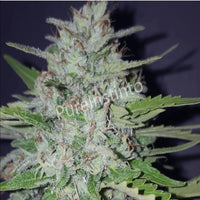 Shotgun Autoflower Pure Instinto siemenpakkaus